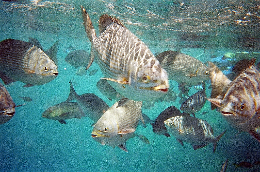 063 Great Barrier Reef.JPG